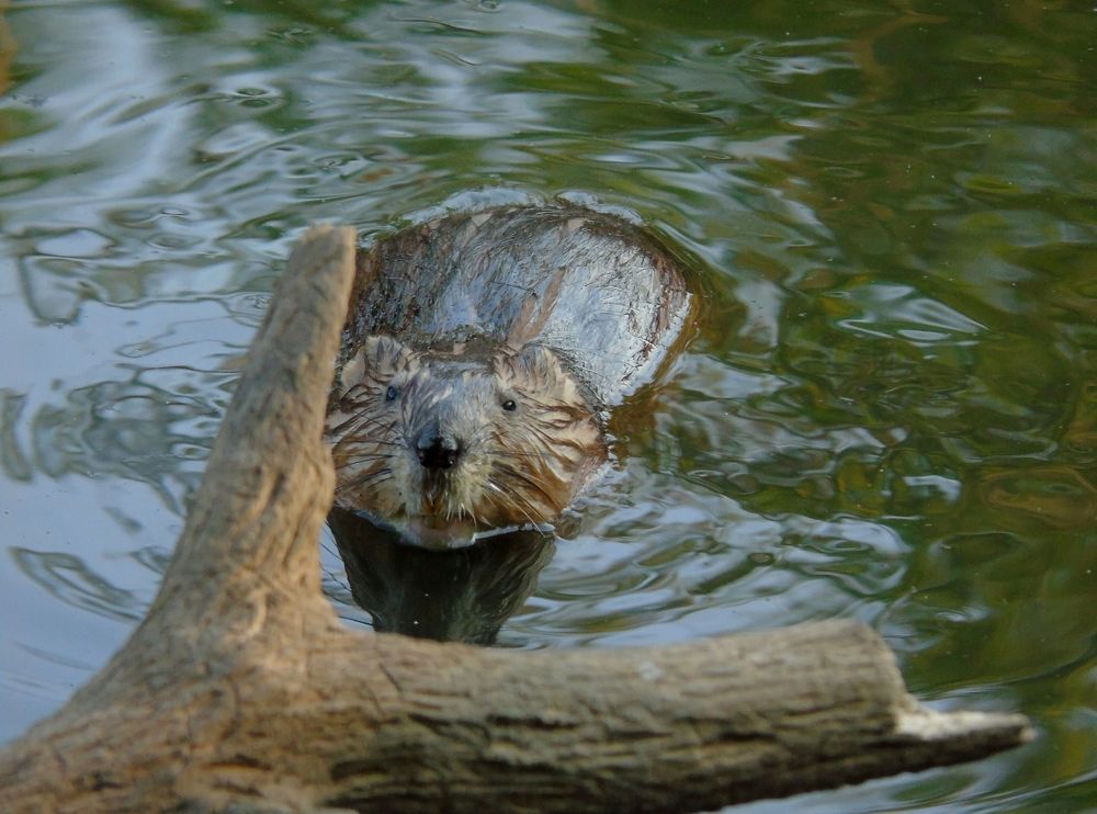 Любопытный детеныш ондатры