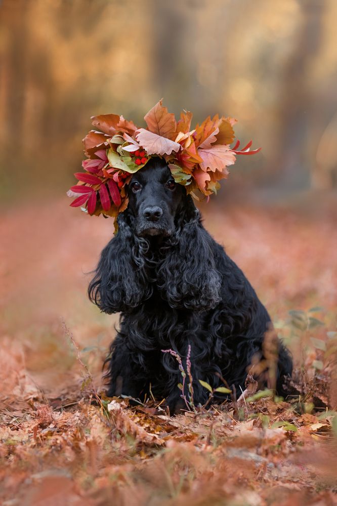 Осень и моя собака