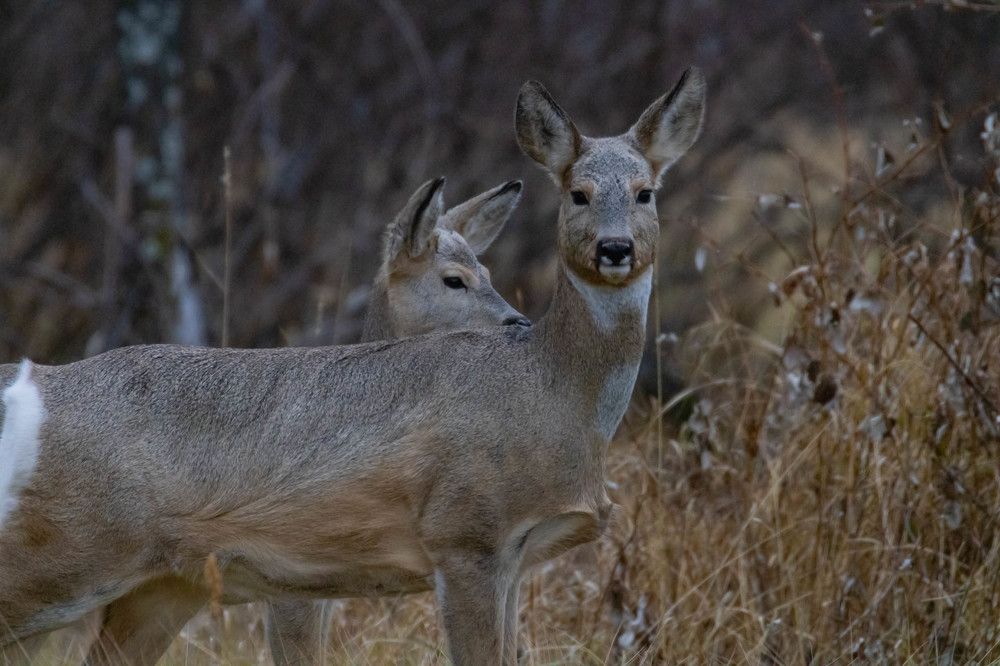 Photograph by Максим Фролов