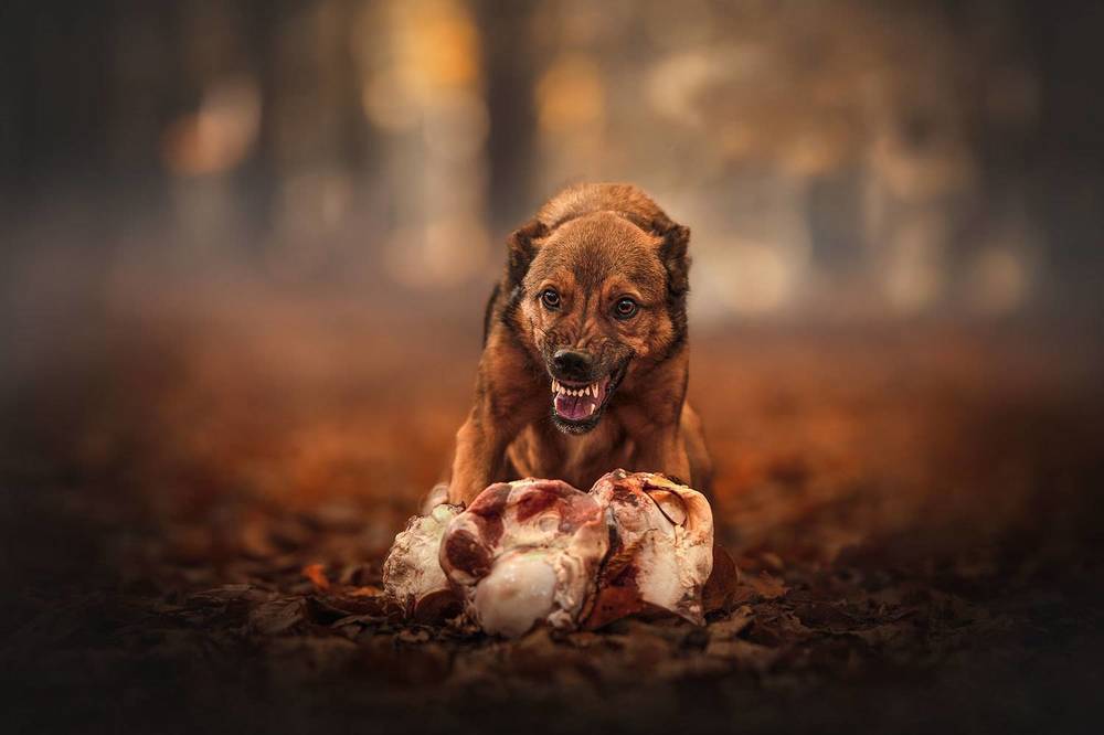 Photograph by Laura Quintanel