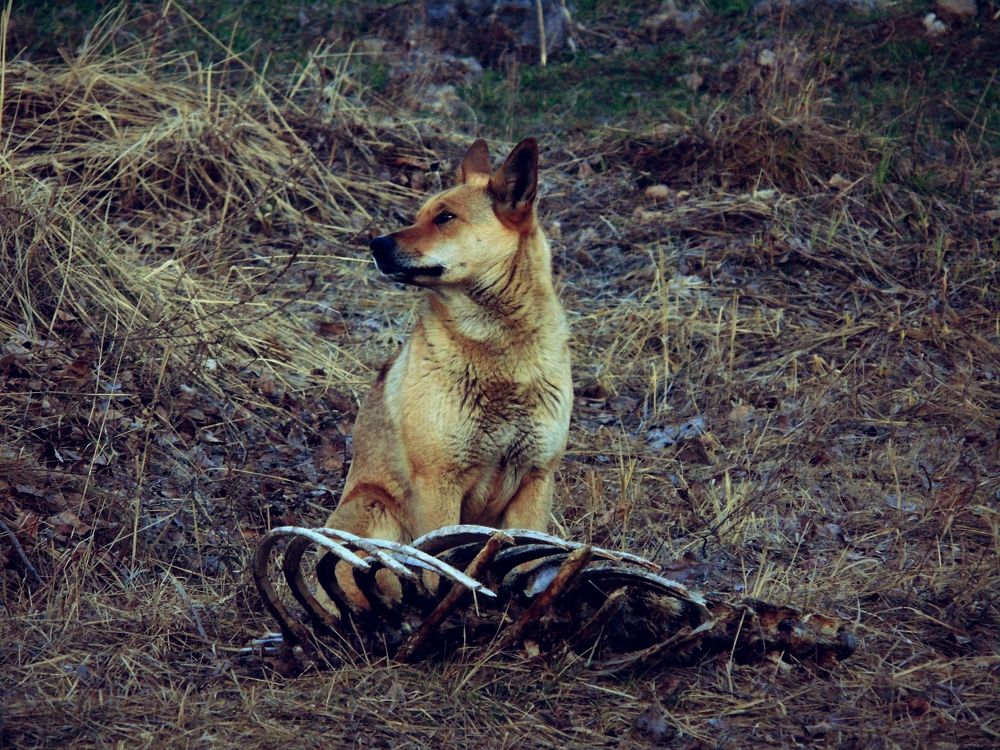 Собачья жизнь в промзоне