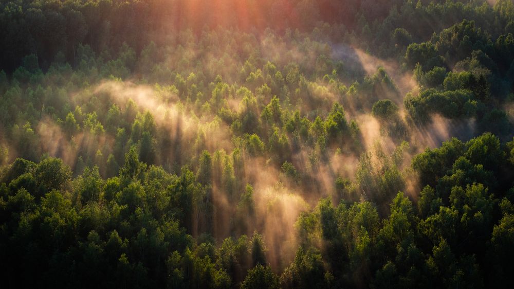 Утро в лесу