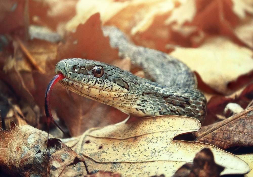 Вот и мой год наступил!