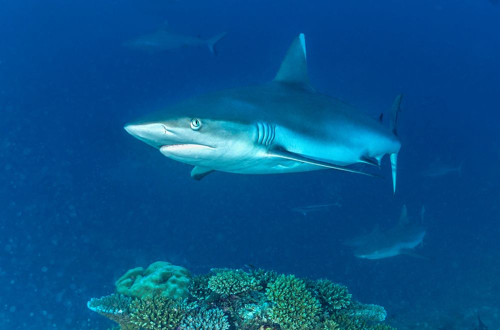 Photograph by Валерий Одинцов