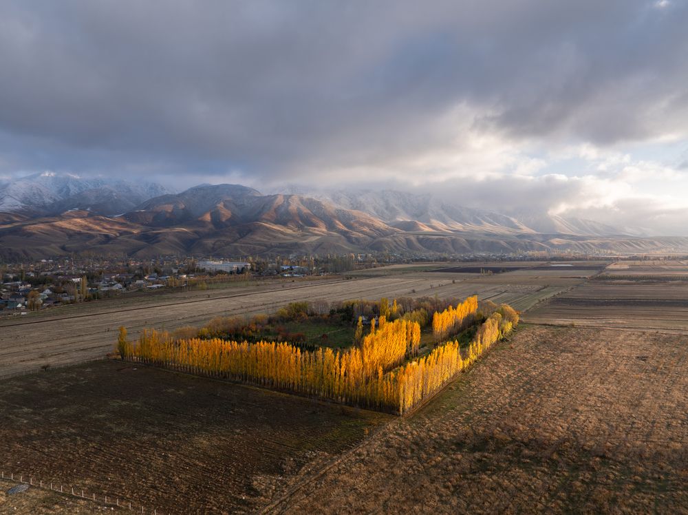 Хочешь жить в лесу — возьми и посади