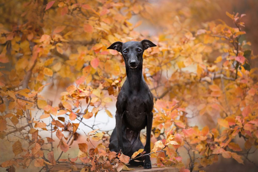 Левретка Ифи