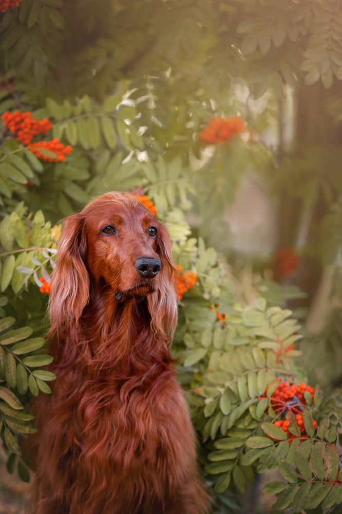 Осенний вечер