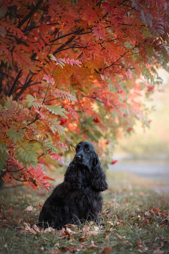Осенний вечер