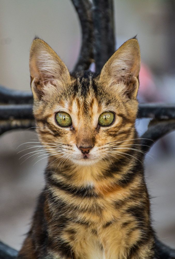 Photograph by Eslam ElsayedEldaramlly