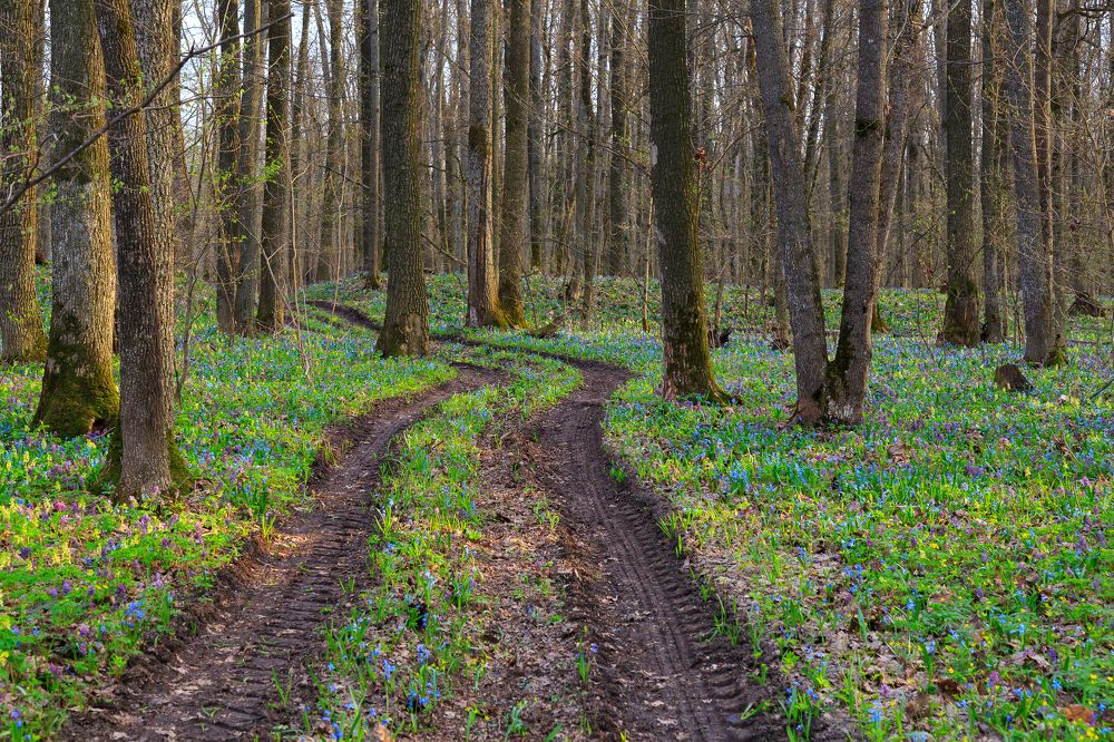 Photograph by Максим Шелякин