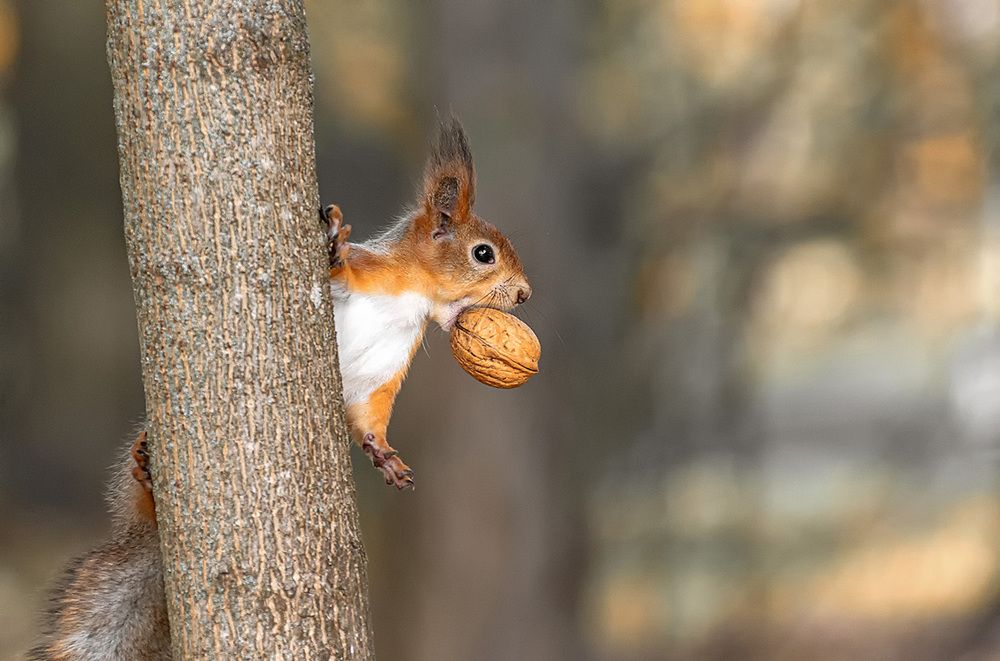 Photograph by Анатолий Зверев