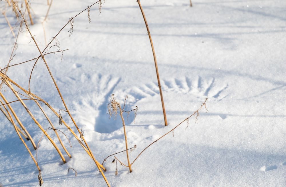 Фотография автора Наталья Липовская