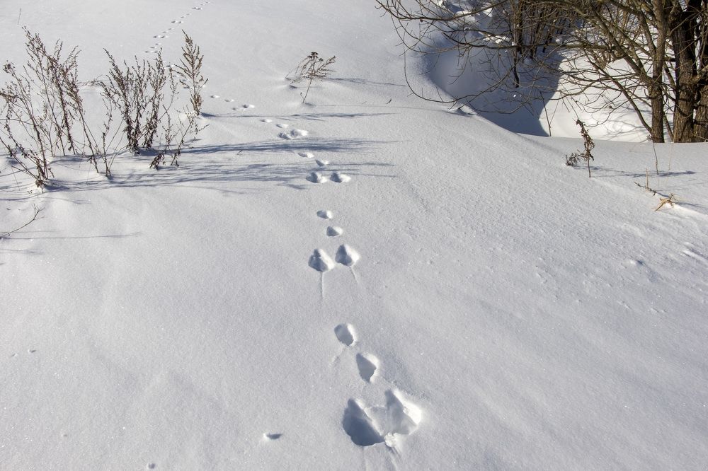 Фотография автора Наталья Липовская