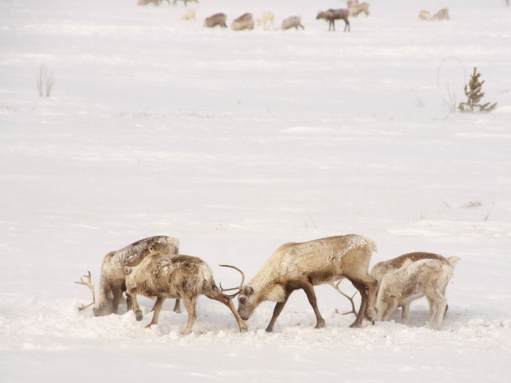 Фотография автора Мария Черница