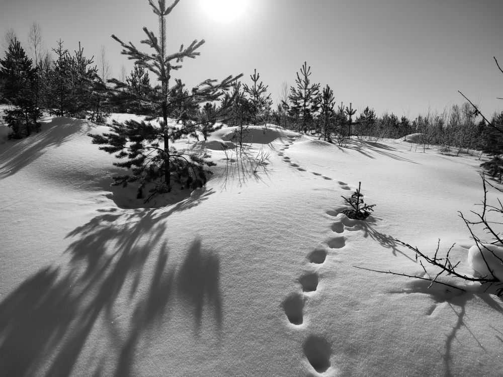 Photograph by Алёна Пшеленская