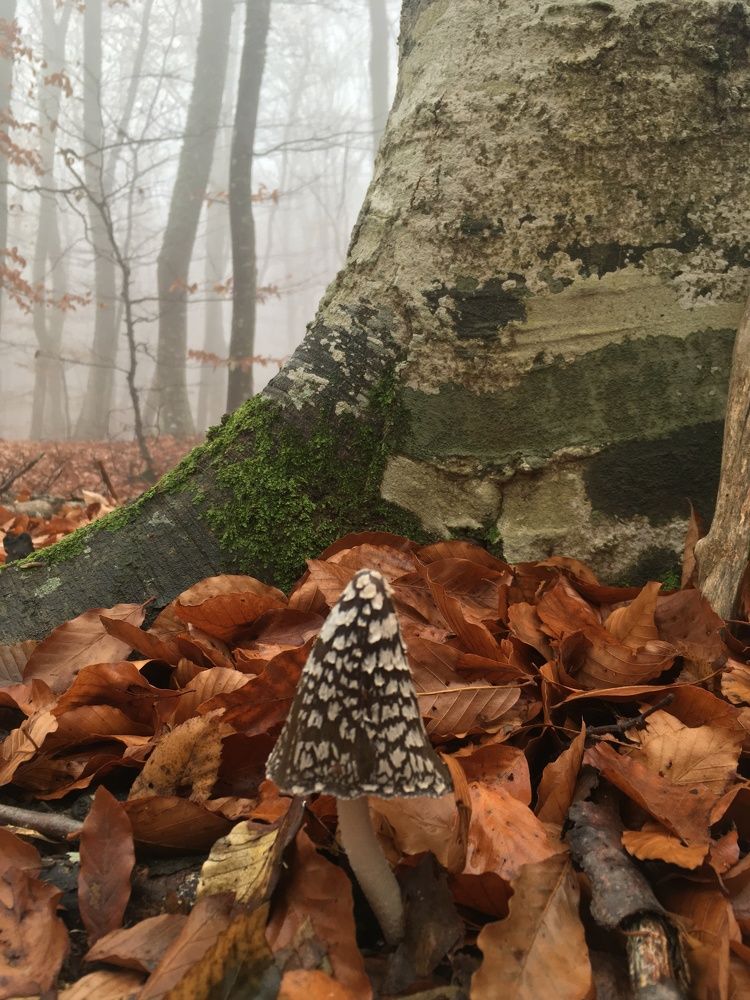 Три мушкетёра