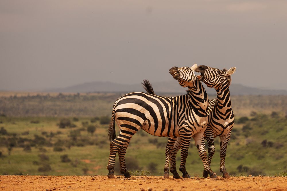 Photograph by Ольга Шайдулина