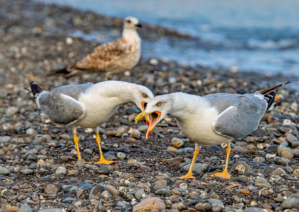 Photograph by Сиваков Алексей