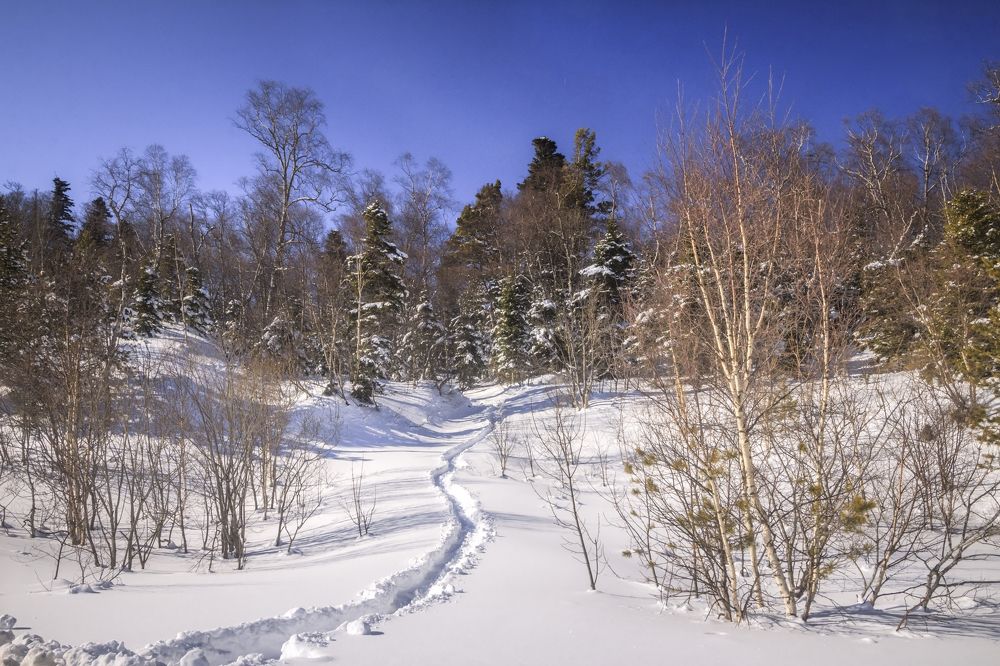 Фотография автора Галина Шепелева