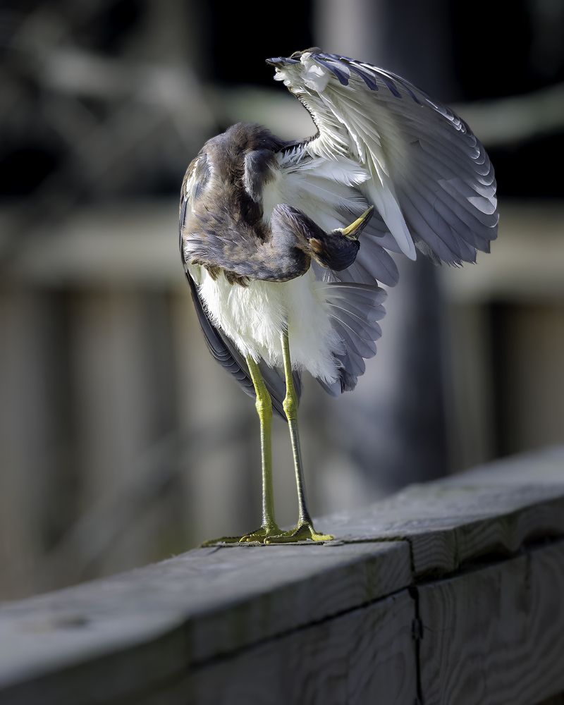 Фотография автора Ray Asiala