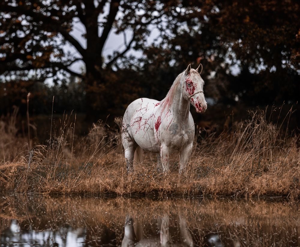 Фотография автора diana van hoof