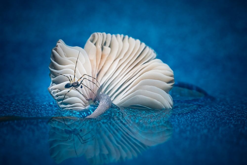 Photograph by Николай Фонарёв