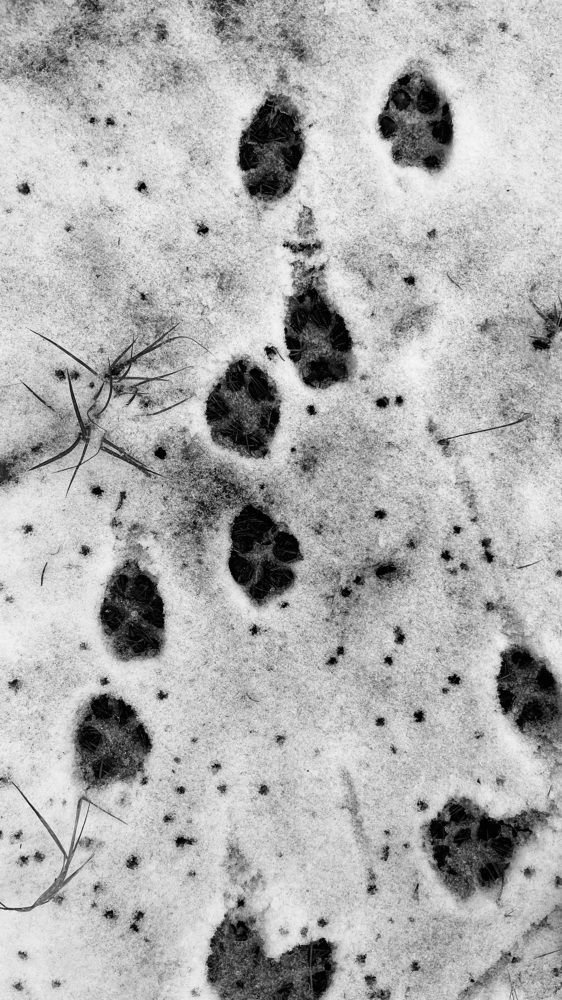 Photograph by Светлана Родионова