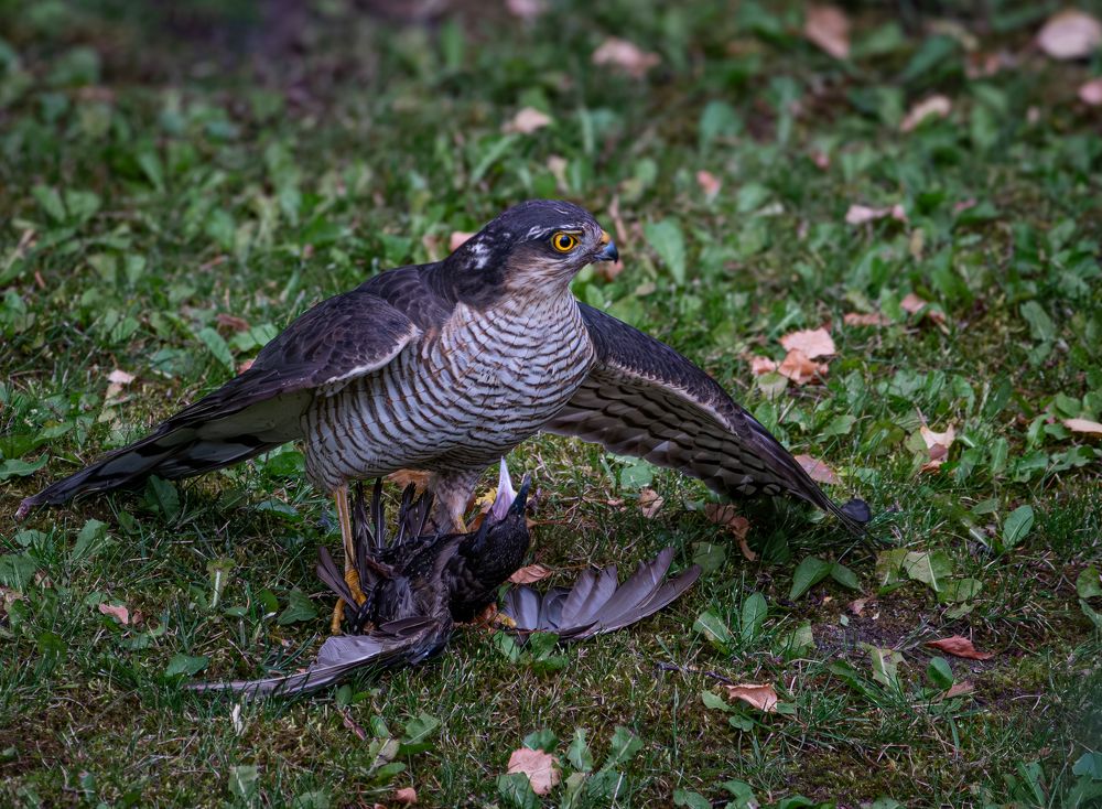 Photograph by Курлянцев Алексей