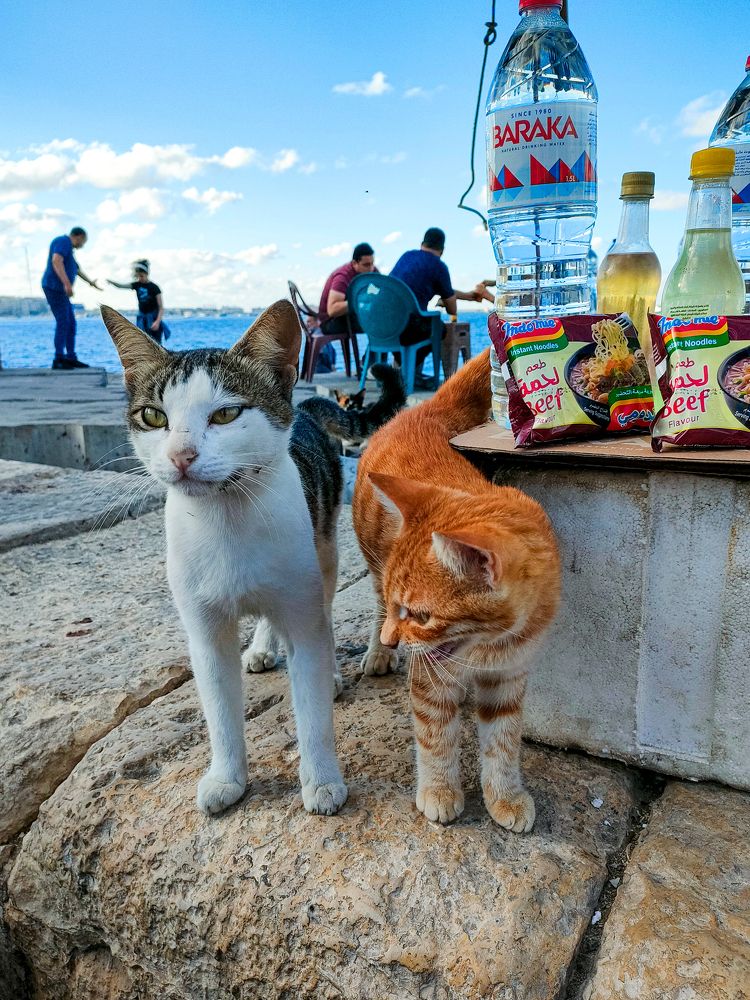 Фотография автора Sara Attia