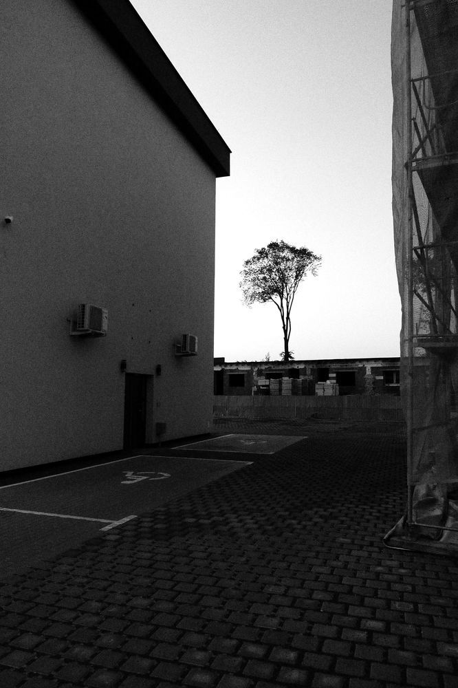 Tree in concret jungle