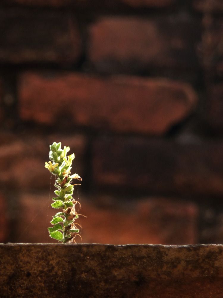 Photograph by Saptarishi Basu