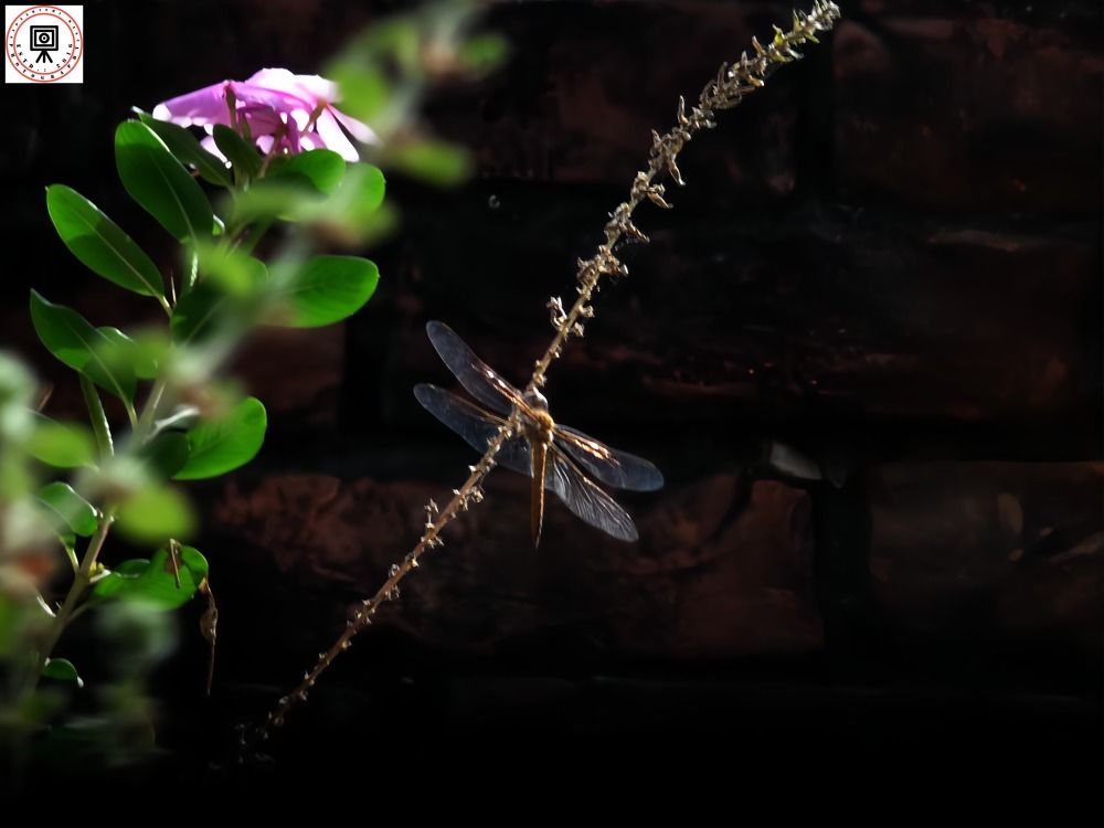 Photograph by Saptarishi Basu