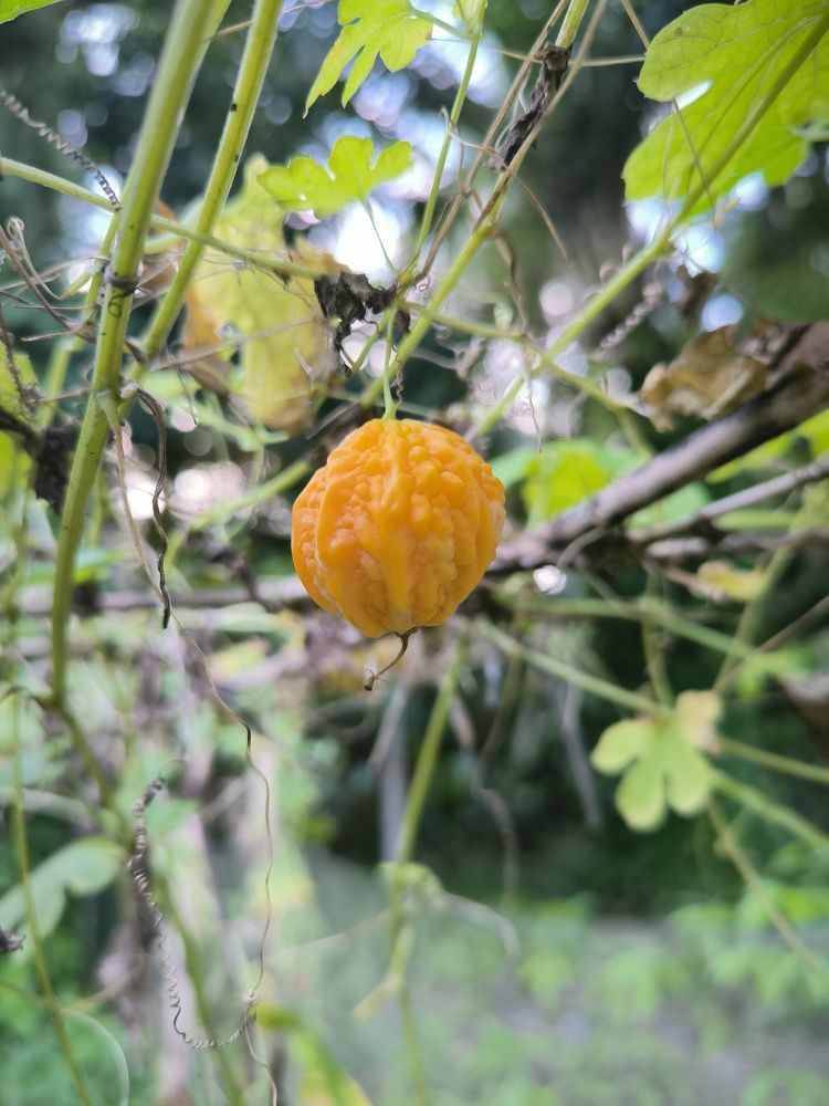 Фотография автора JONI HIDAYAT