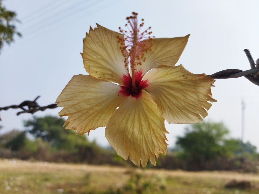 Photograph by Nayan Nandurkar