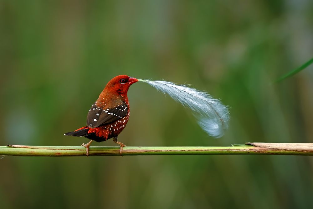 Red Munia with a Feather