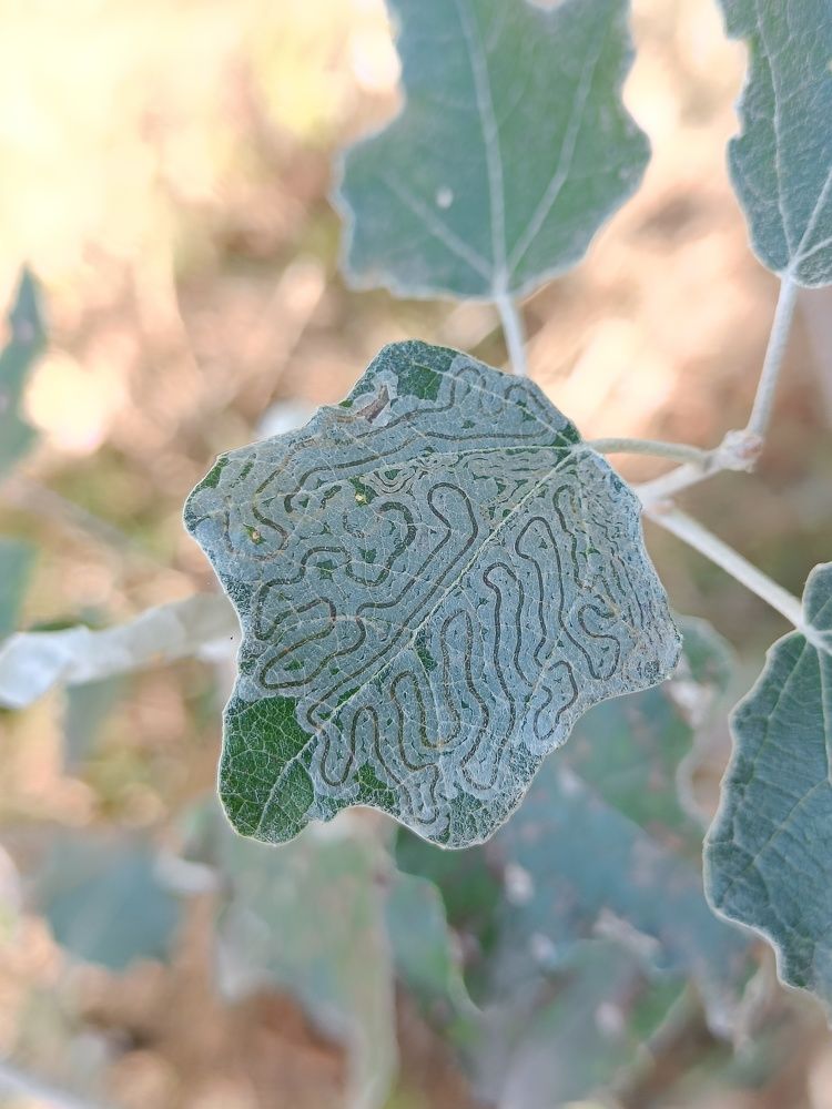 Photograph by Карина Слабкая