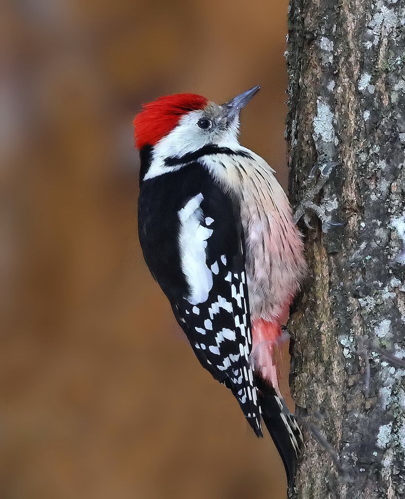 Photograph by Игорь Чеботарёв