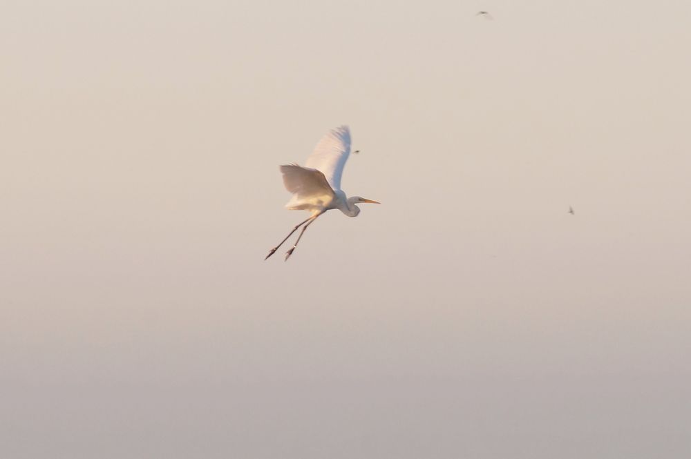 Тихое туманное утро.