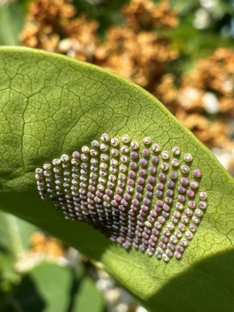 Фотография автора Виктория Зеленкова