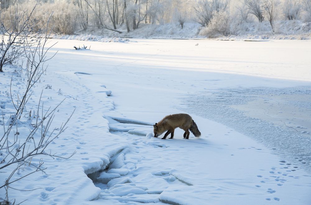Photograph by Наталья Дроздова