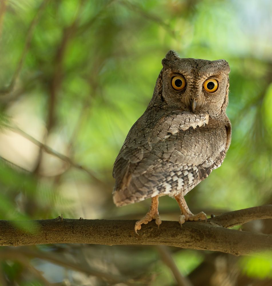 Photograph by Irvin Sabastian Nellikunnel Jose