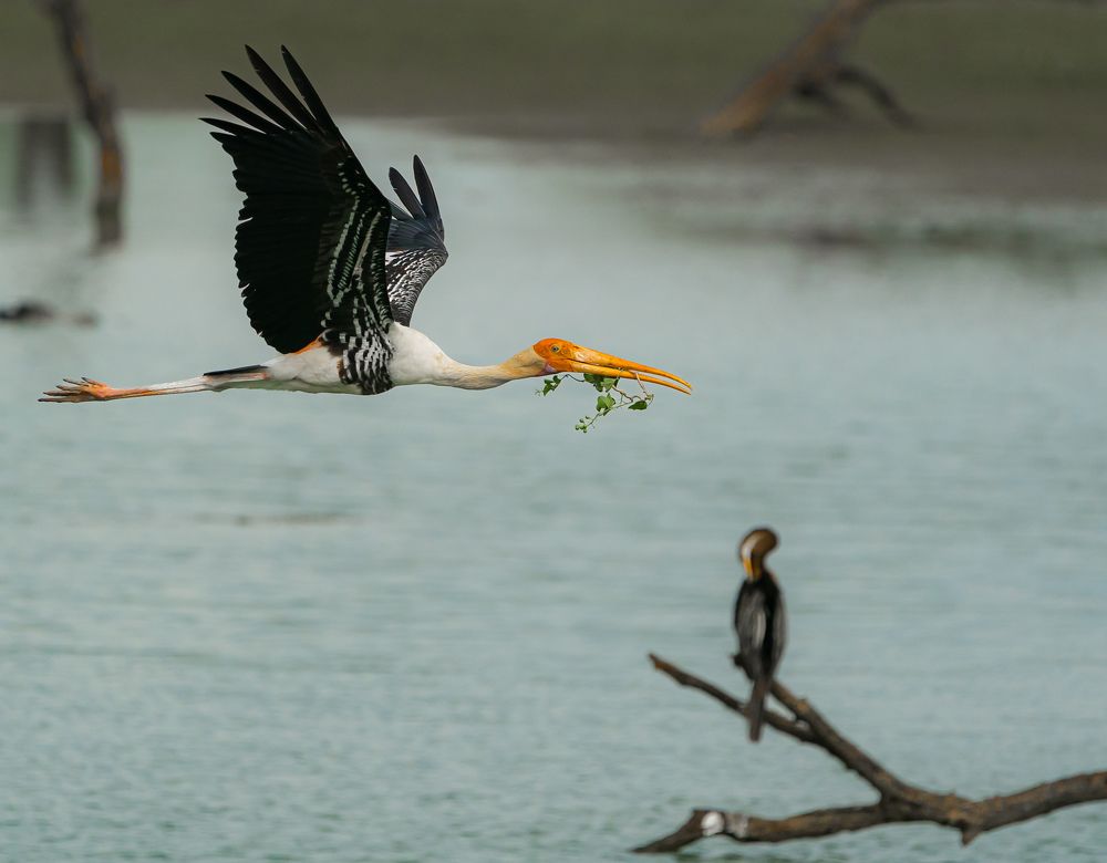 Photograph by Irvin Sabastian Nellikunnel Jose