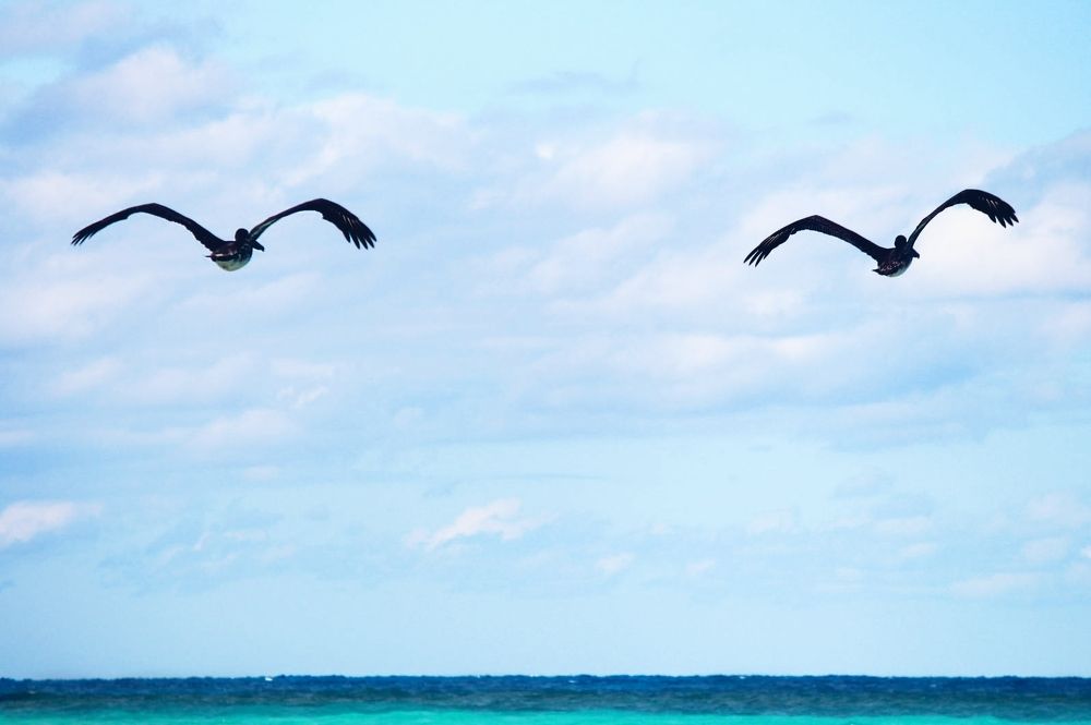 Кубинские пеликаны