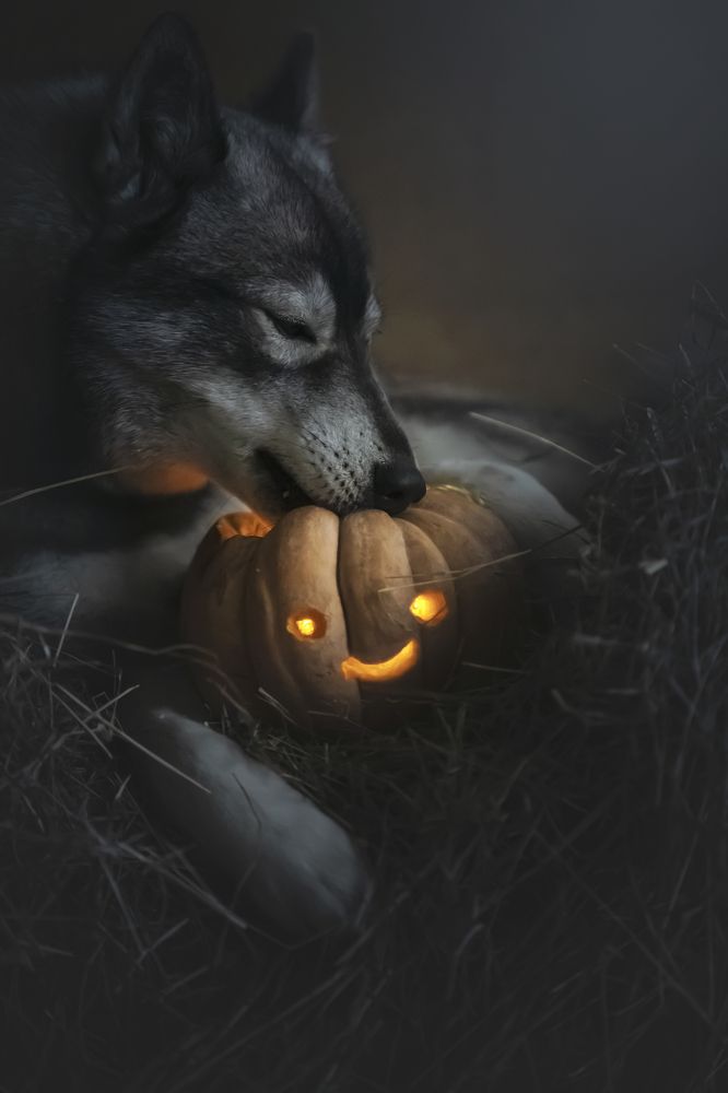 Photograph by Erika Tsogoeva