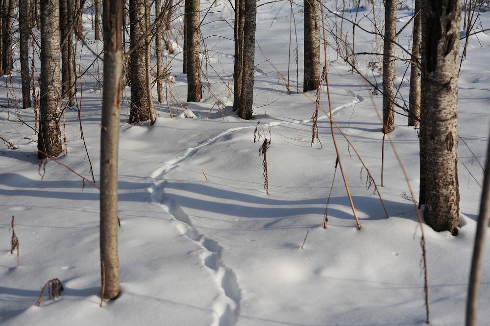 Photograph by Юрий Яковлев