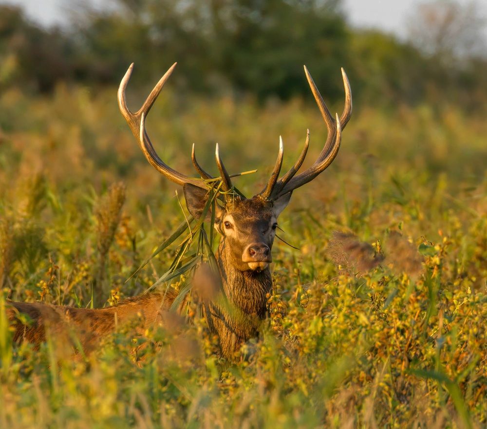 Фотография автора Sebastian Popa