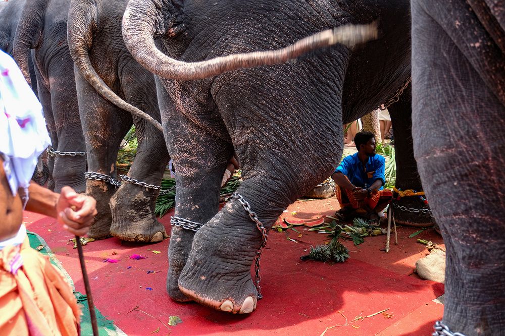 Фотография автора Abie Davies Thekkanath