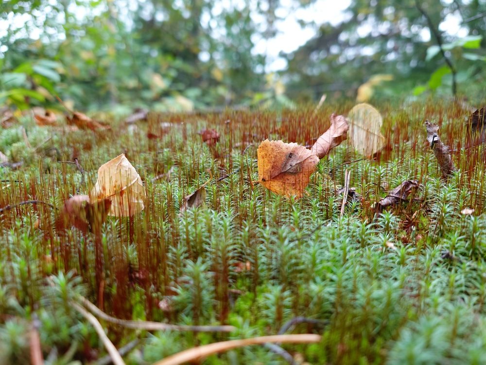 Photograph by Герасимов Игорь