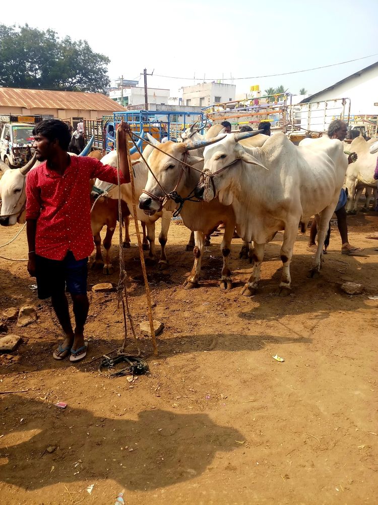 Photograph by B.Ramasubbaiah