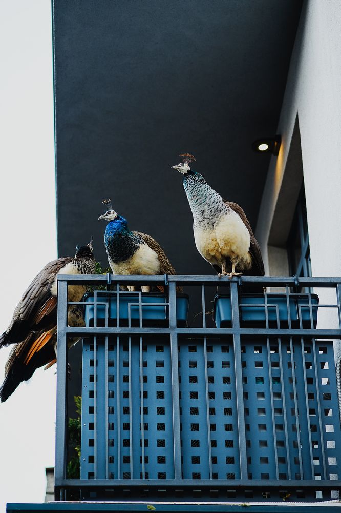 Photograph by Oleg Kozachok